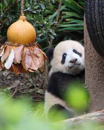 Kina - od Pekinga i pandi do Avatar planina i Šangaja