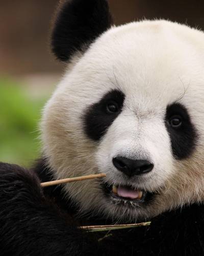 Kina 2027. - Od Velikog kineskog zida do rezervata pandi i Šangaja