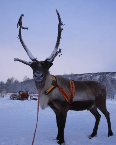 Rovaniemi iz Zagreba